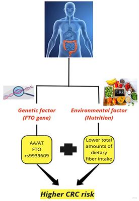 The effect of FTO rs9939609 polymorphism on the association between colorectal cancer and dietary fiber